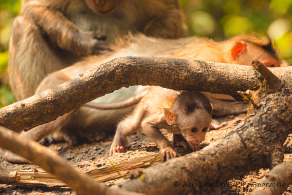 Bonnet Macaque baby crawling