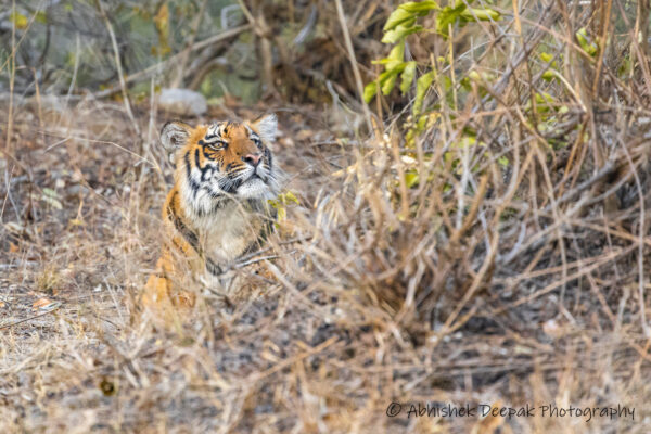 sub-adult male tiger at Jhirna zone of Jim Corbett National Park